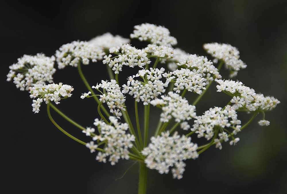 Skvalderk�l blomstersk�rm