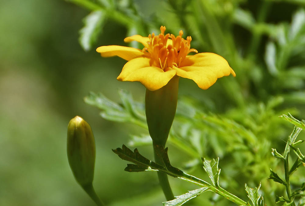 Appelsintagetes