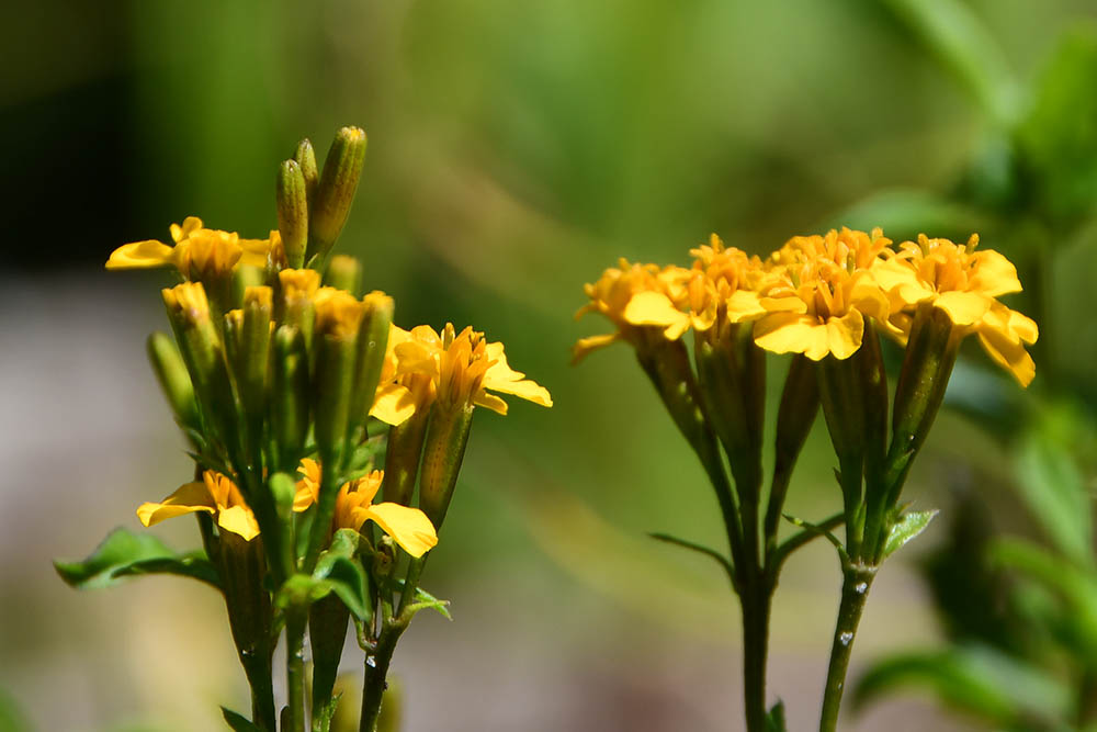 Esdragonfljlsblomst
