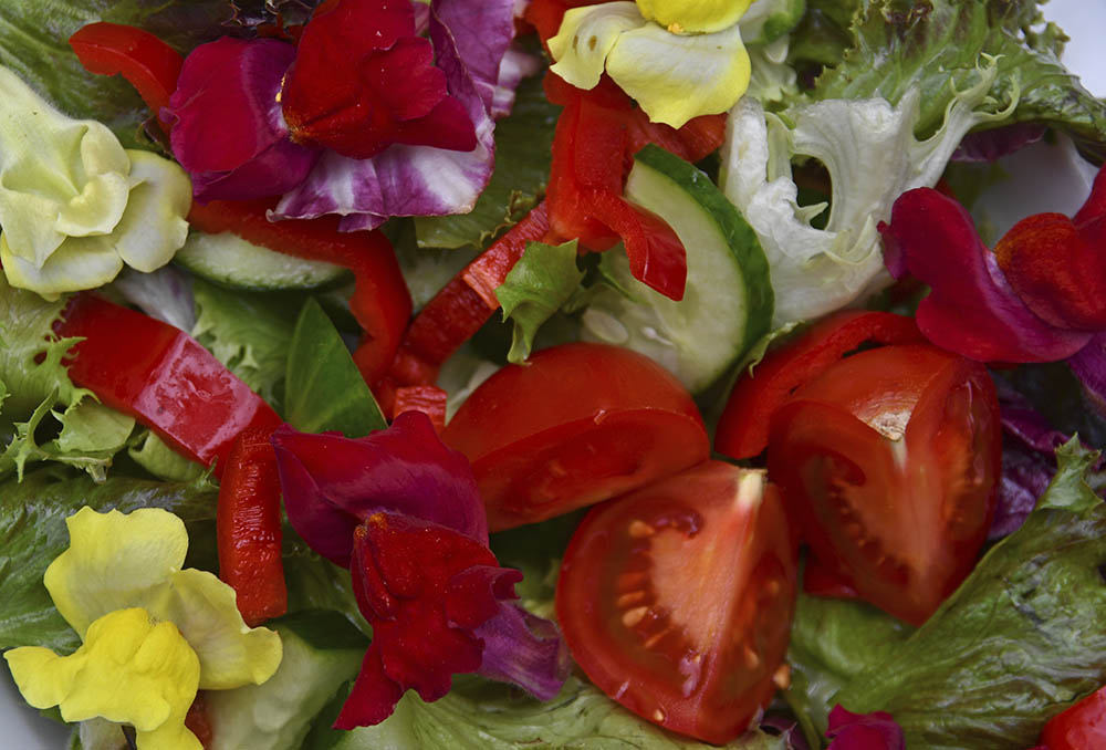 Løvemund blomster på salat