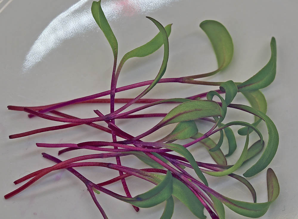 R�dbede mikrogr�nt