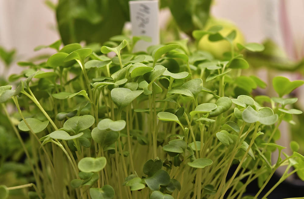 Mizuna mikrogrønt