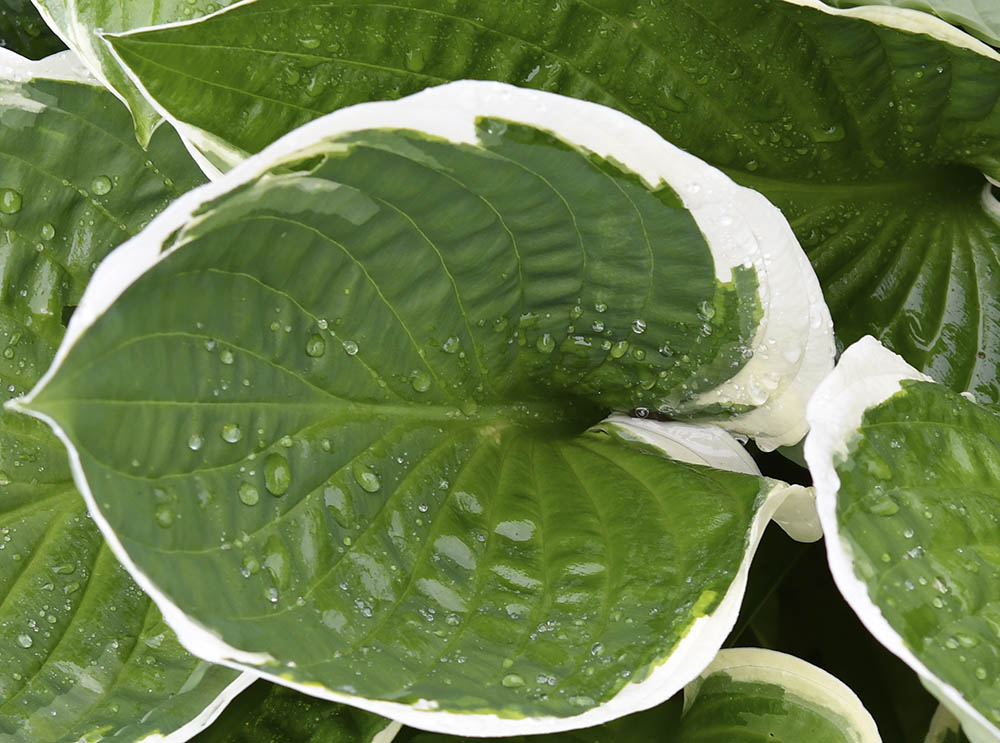Hosta