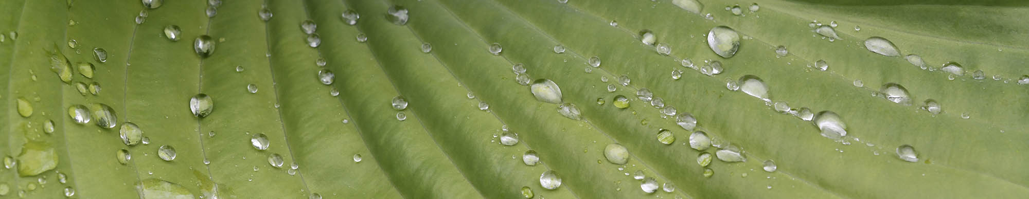 Hosta