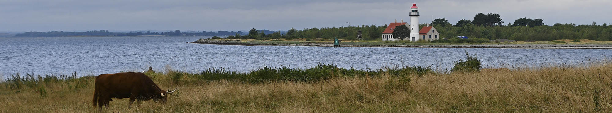 Hjlandskvg og Enebrodde Fyr