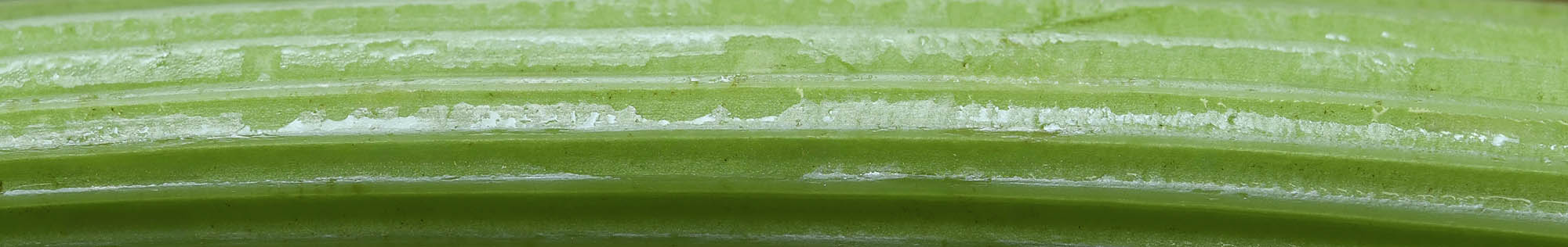 Bladselleri stilk