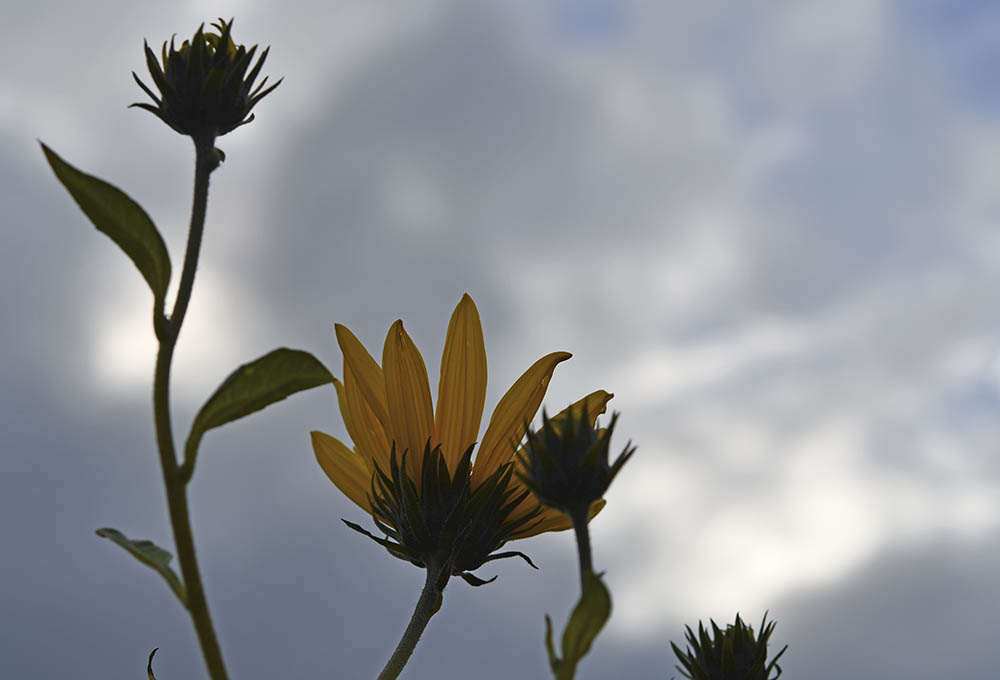 Helianti blomster