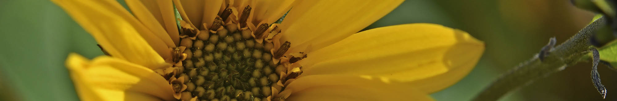 Helianti blomst