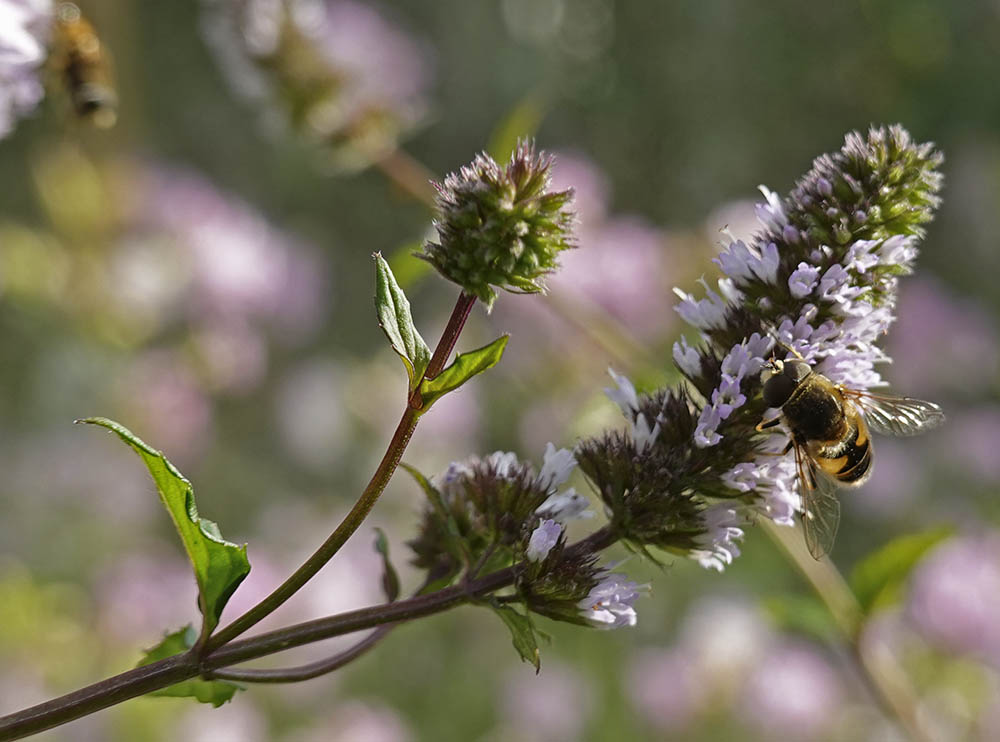 Chokolademynte blomst med bi
