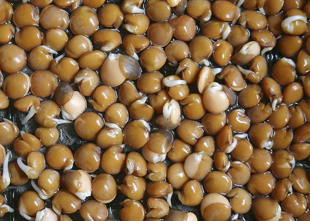 Rd linse, Lens culinaris