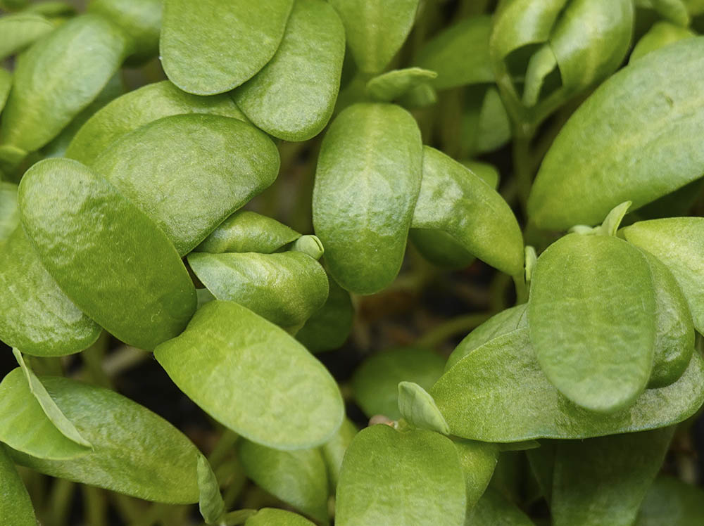 Bukkehorn mikrokr�nt