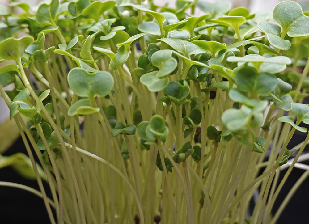 Broccoli mikrogrønt