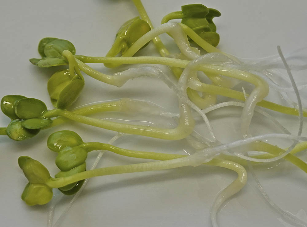 Japanr�ddike spirer