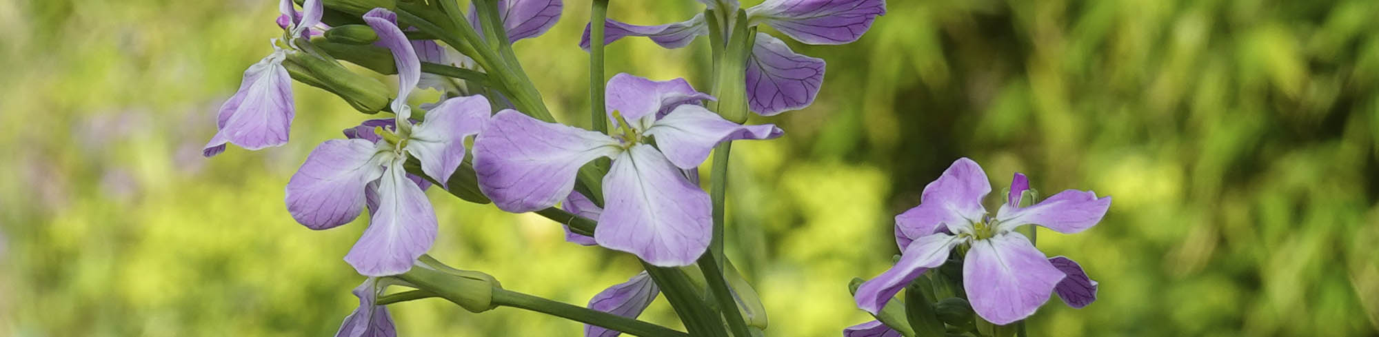 Radise blomst