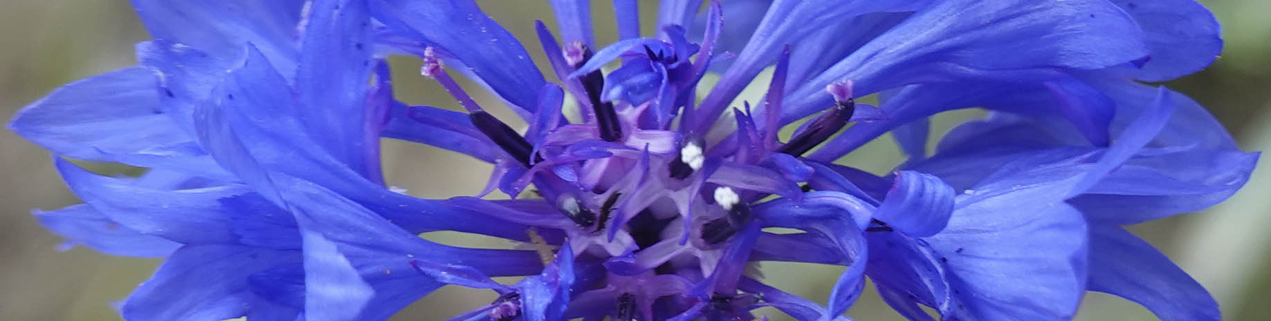Kornblomst