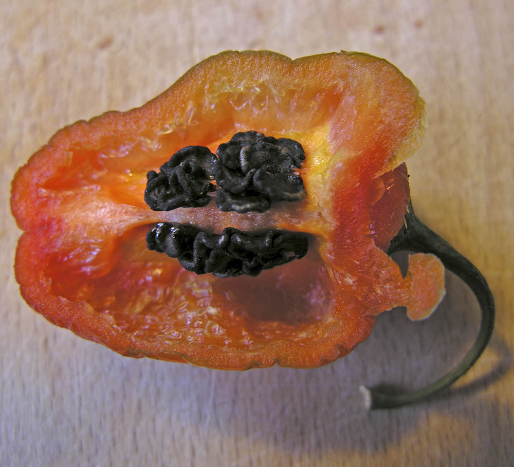 Sorte Rocoto frø