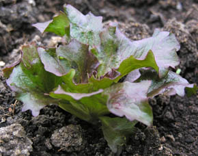 Salat i drivhuset i marts