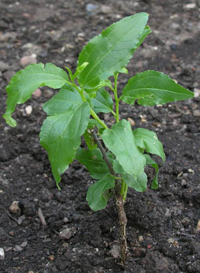Ziziphus jujuba, almindelig jujube