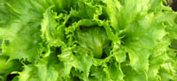 Salat