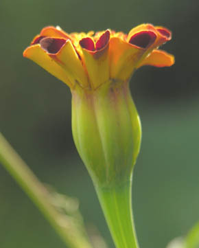 Tagetes Ildkongen