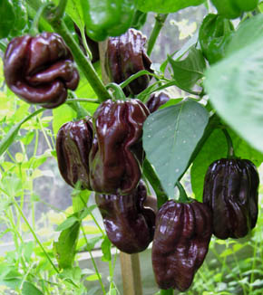 Chili Chocolate Scotch Bonnet