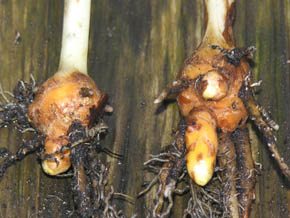 Gurkemeje, Curcuma longa L