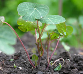 Anu, Mashua, Tropaeolum tuberosum