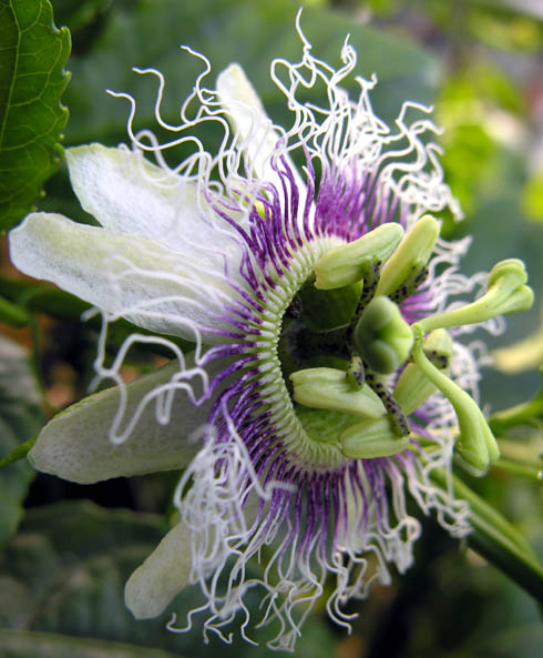 Passionsfrugt, Passiflora edulis