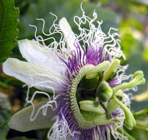 Passionsfrugt, Passiflora edulis