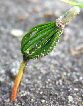Koreafyr, Pinus koraiensis