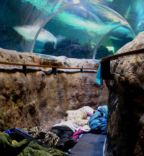 Vi sov med hajer i tunnelen under hajbassinet