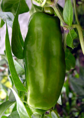 Peter Pepper, Capsicum annuum