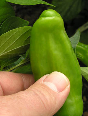 Peter Pepper, Capsicum annuum