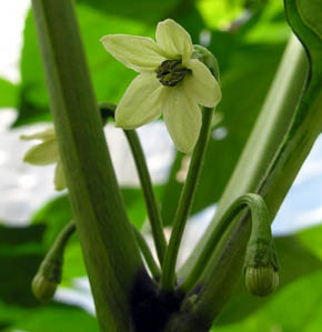 Chili Fatalii blomst, Capsicum chinense