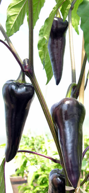 Chilipeber Black Hungarian