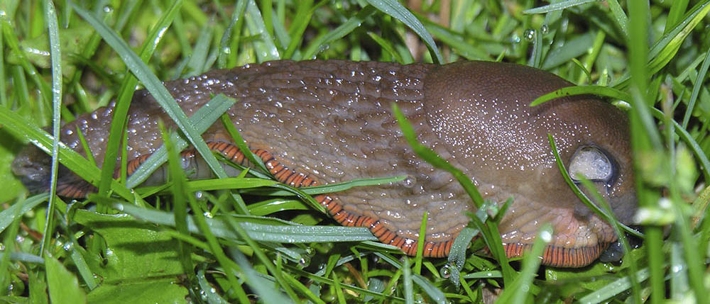 Drbersnegl, Arion vulgaris