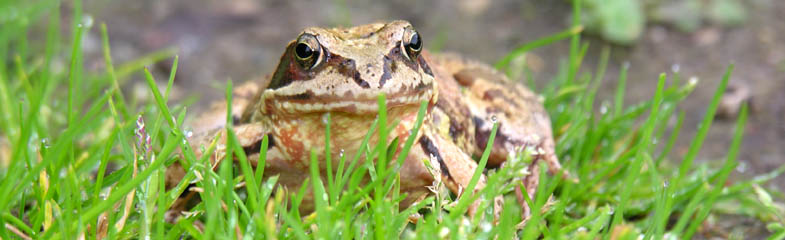 Butsnudet fr, Rana temporaria