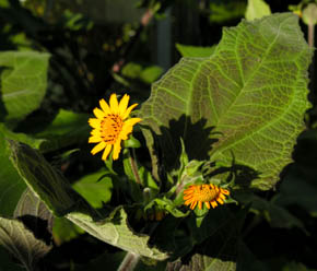 Yacon, Polymnia sanchifolia