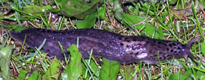 Plettet grsnegl, Limax maximus