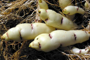 Anu, Mashua, Tropaeolum tuberosum
