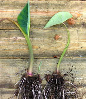 Taro, Colocasia esculenta