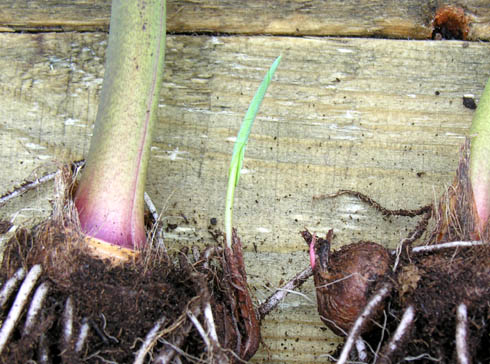 Taro, Colocasia esculenta