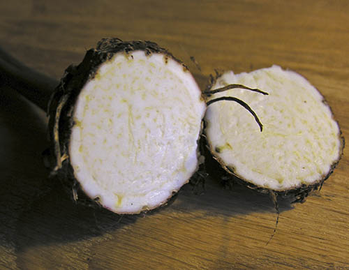 Taro, Colocasia esculenta