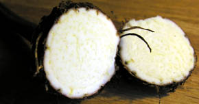 Taro, Colocasia esculenta