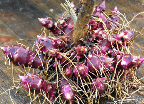 Jordskok Dwarf. Helianthus tuberosus