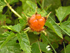 Guldbr, Rubus xanthocarpus