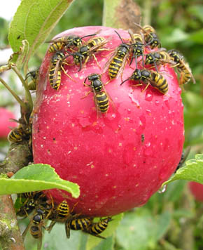 Hvepse i æble