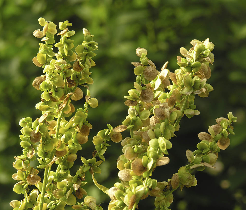 Fr p havemlde Lille Nstved Skole