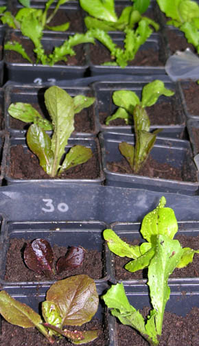 Salat i potter i drivhuset