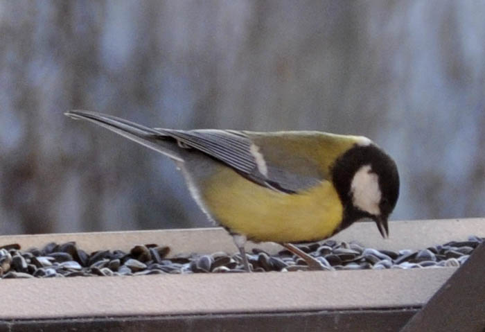 Musvit, Parus major